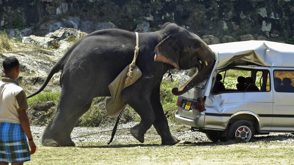 Elefant amok under poloturnering - 2