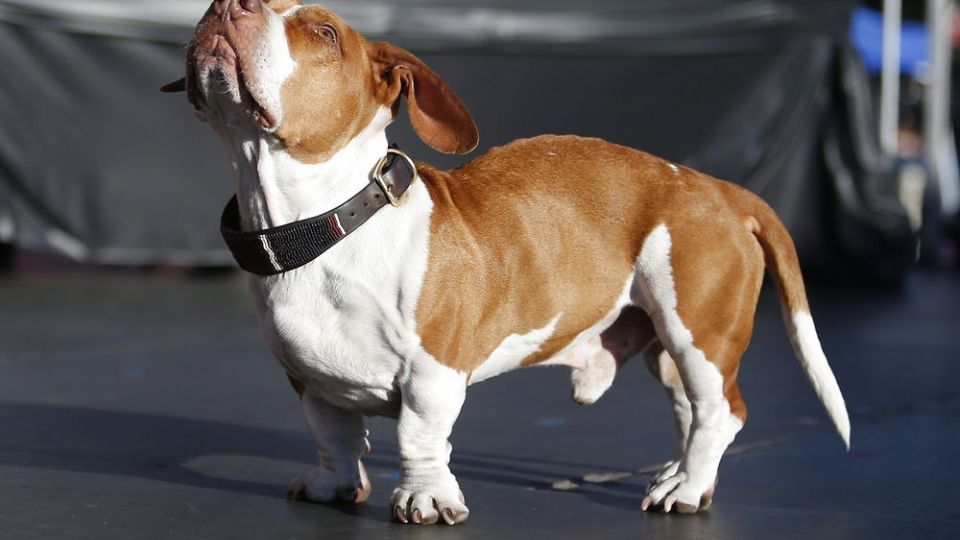 Mød Walle Her er verdens grimmeste hund TV 2
